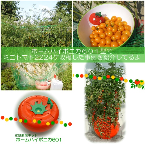 ミニトマトの水耕栽培ホームハイポニカ601果菜ちゃん
