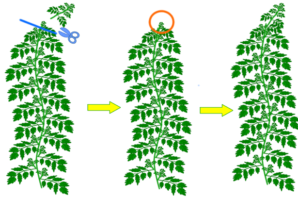 水耕栽培Ｑ＆Ａブログ200