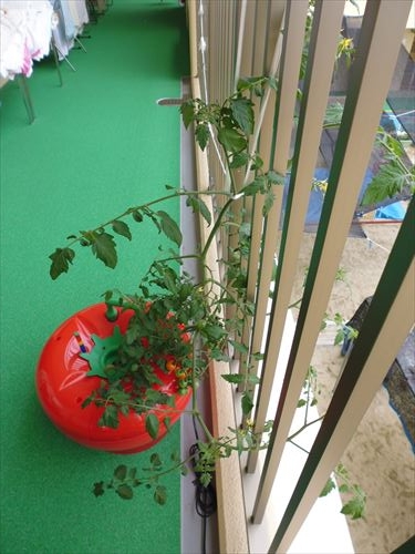 水耕栽培Ｑ＆Ａブログ256