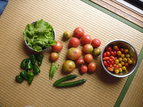 水耕栽培Ｑ＆Ａブログ262