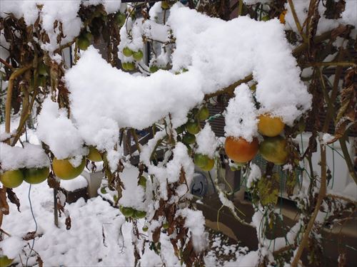 水耕栽培Ｑ＆Ａブログ278