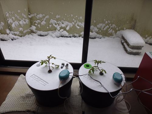 水耕栽培Ｑ＆Ａブログ282