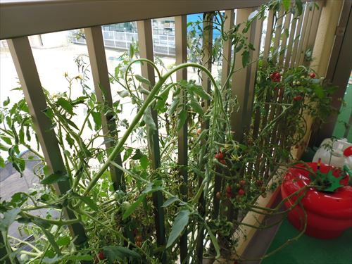 水耕栽培Ｑ＆Ａブログ293