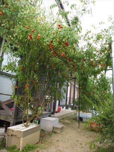 水耕栽培Ｑ＆Ａブログ294