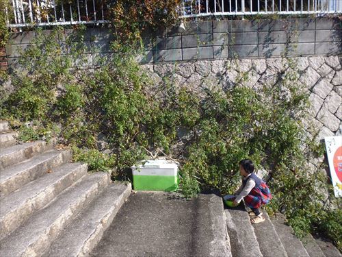 水耕栽培Ｑ＆Ａブログ314