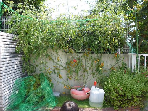 水耕栽培Ｑ＆Ａブログ315