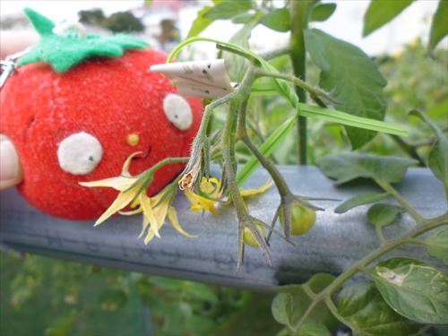 水耕栽培Ｑ＆Ａブログ324