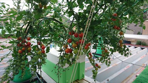 水耕栽培Ｑ＆Ａブログ326