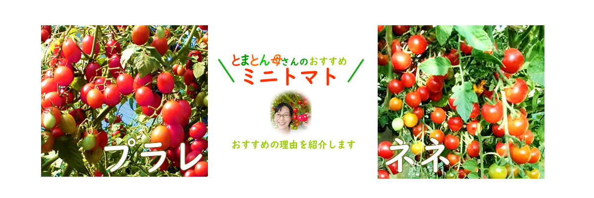 とまとん母さんおすすめミニトマトはこれ