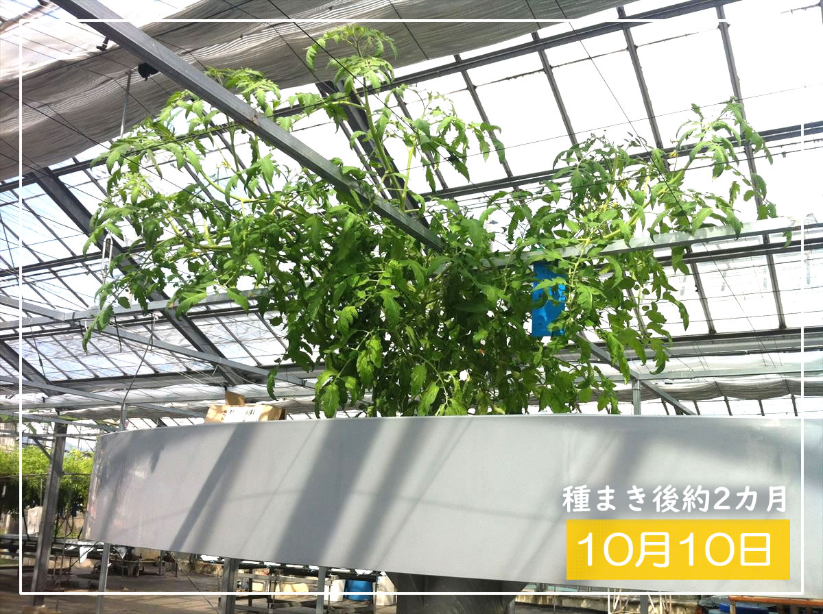 ハイポニカ巨木トマトの生育過程