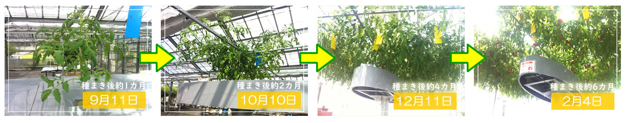 ハイポニカ巨木トマトの生育過程