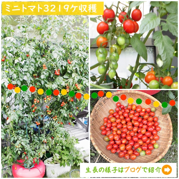 ホームハイポニカ601型ミニトマト栽培事例