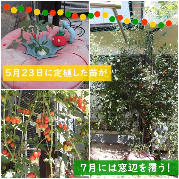 水耕栽培ミニトマト栽培事例グリーンカーテン5月開始