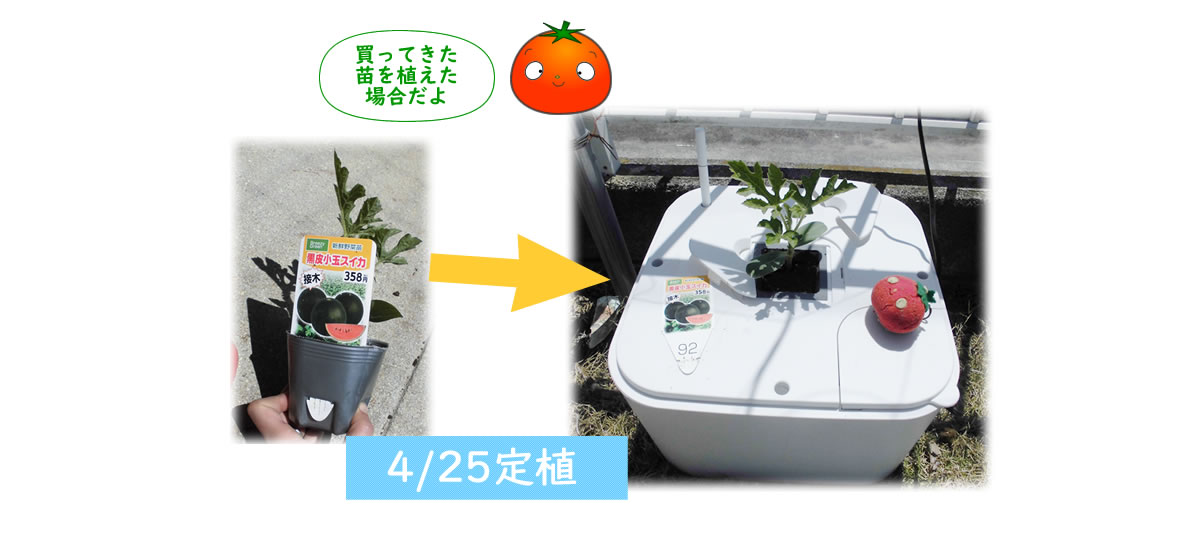 小玉スイカの水耕栽培