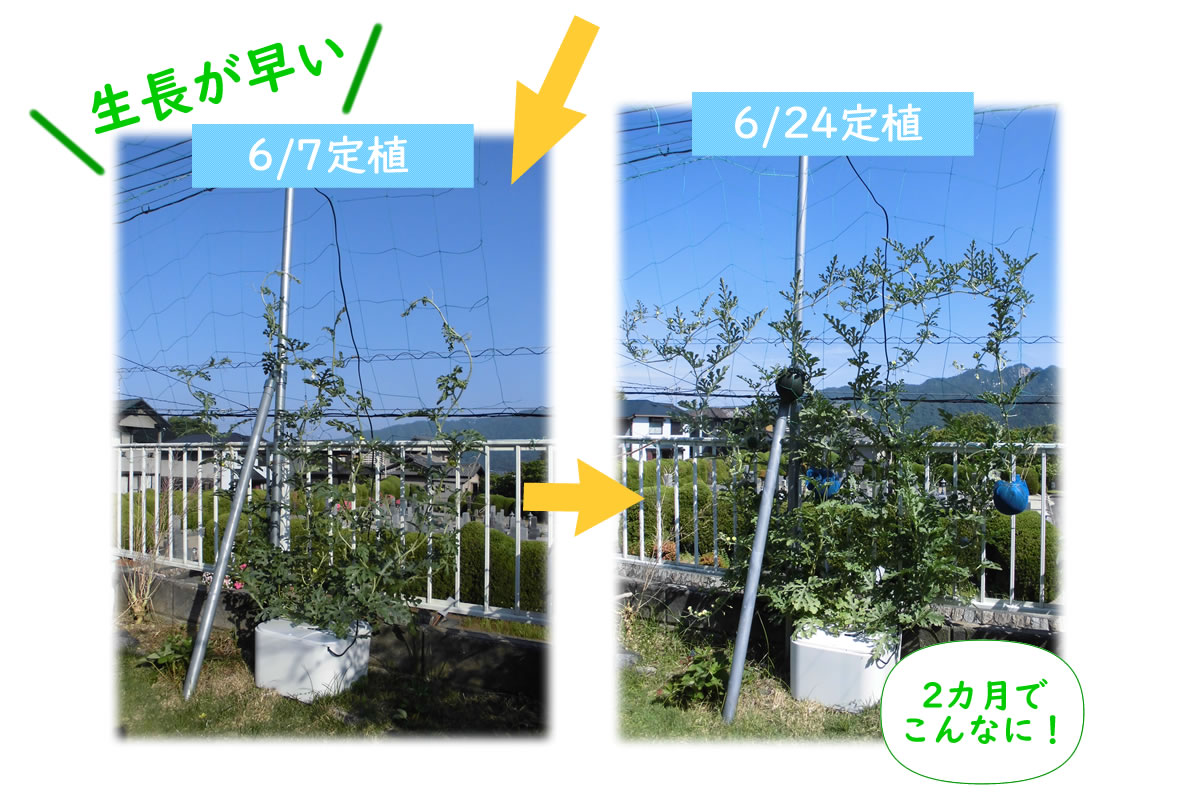 小玉スイカの水耕栽培