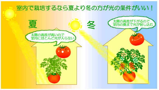 水耕栽培ミニトマト栽培時期別栽培歴