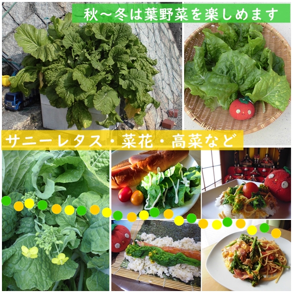 ホームハイポニカSarah＋サラプラス葉野菜栽培事例
