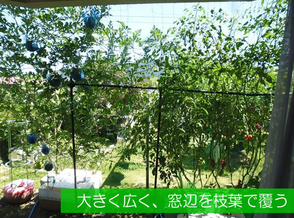 水耕栽培のグリーンカーテン