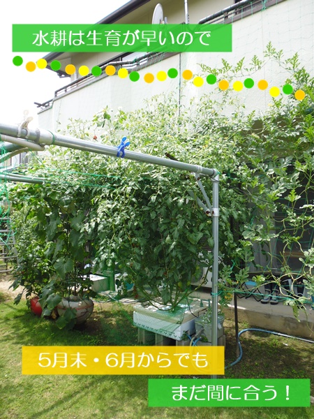 水耕栽培のグリーンカーテン