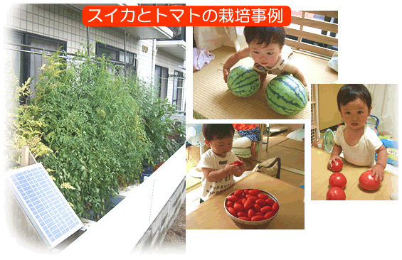 スイカとトマトの栽培事例