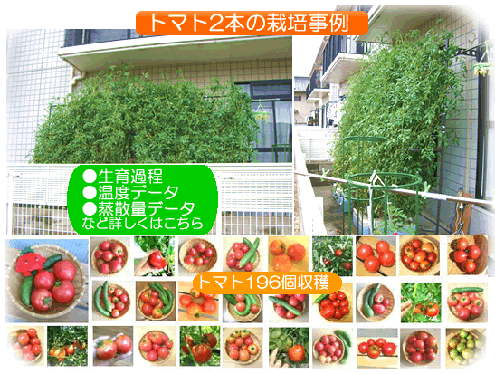 トマト2本での栽培事例