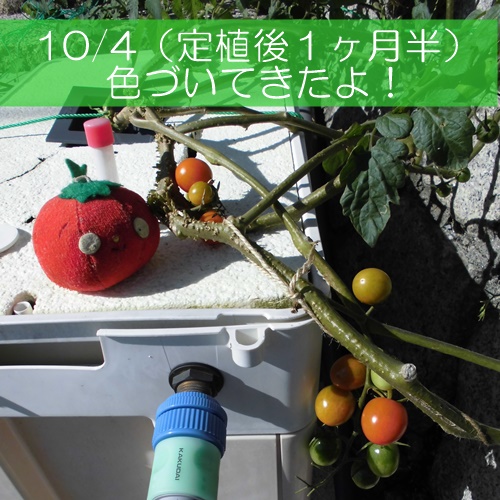 ミニトマトのクリスマスツリー水耕栽培