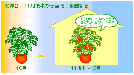 ミニトマトを8月から栽培する方法対策2