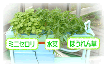 葉野菜事例1