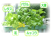葉野菜事例3