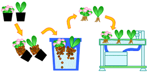 葉菜類　苗から植える方法