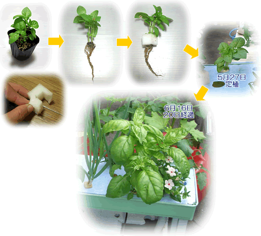 苗から植える方法